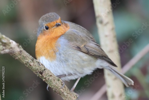 European robin perching on tree branch © Wirestock