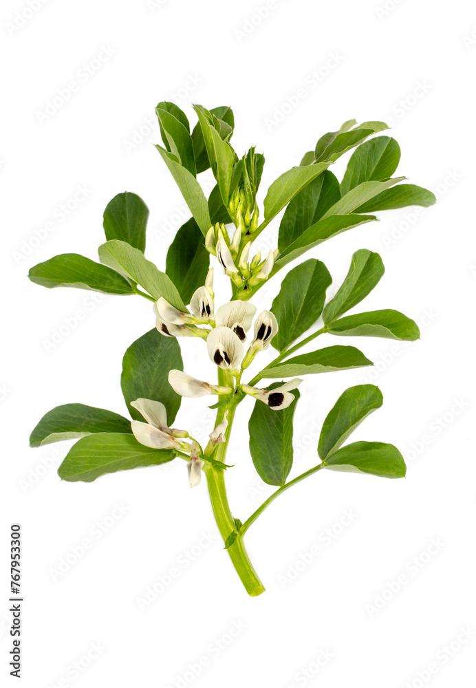 Obraz premium Vicia faba on the white background