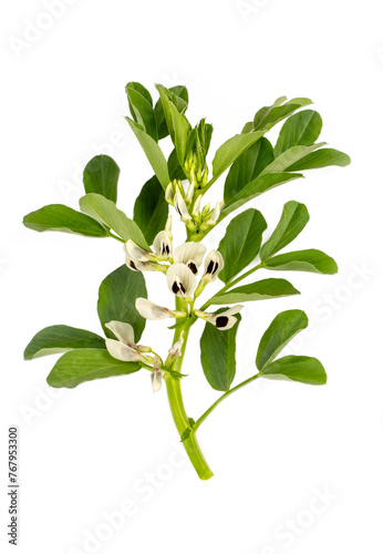 Vicia faba on the white background