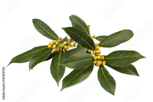 Fresh green daphne leaves  - leaf on the white background photo