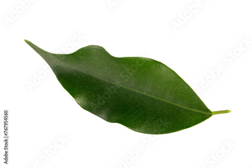 Ficus benjamina is a plant ...