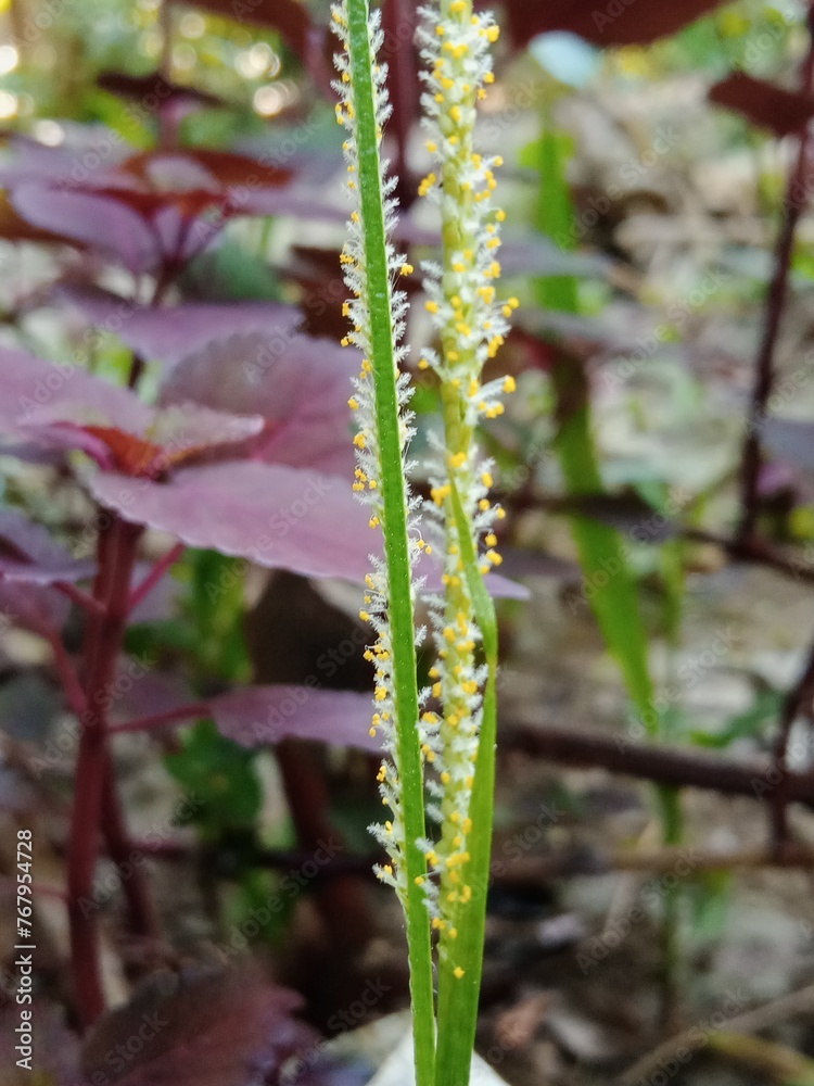Grass flower in the bloom