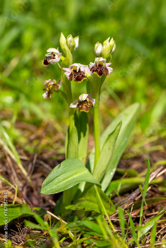 Ophrys umbilicata is a species of orchid belonging to the Salepceae family, known as the potbellied salep.