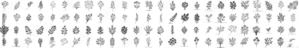 wild flowers and herbs hand-drawn thin line minimalist floral designs black vector - obrazy, fototapety, plakaty 