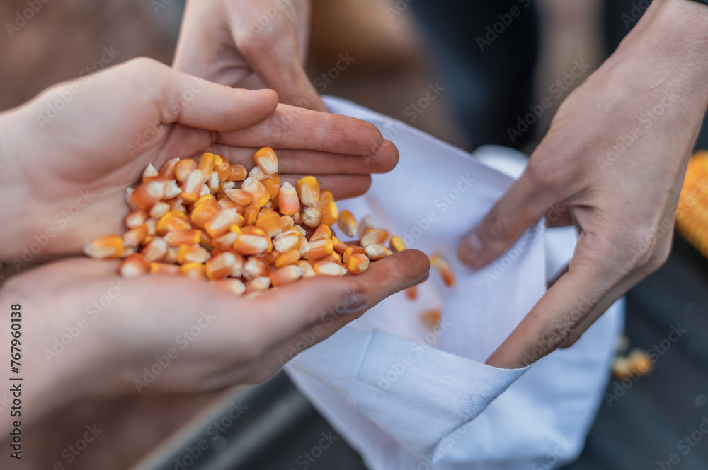 person holding a handful of corn - obrazy, fototapety, plakaty 