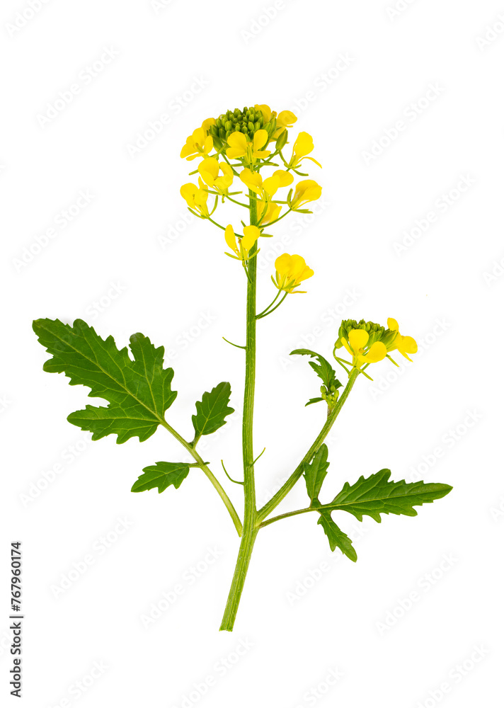 Sinapis arvensis or Mustard Flower blossom on the white background