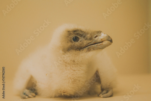 Foto Young Bearded vulture (Gypaetus barbatus) young chick taken from the nest