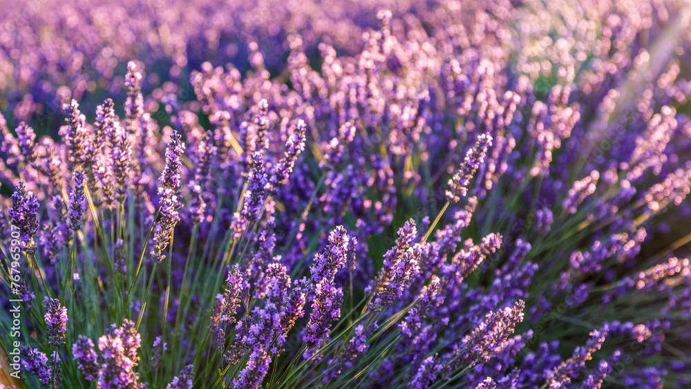 Obraz premium Lavender field.Beautiful image of lavender field Summer sunset. French Provence.Harvesting. Beautiful sky.Lavender in the garden.