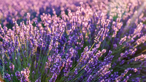 Lavender field.Beautiful image of lavender field Summer sunset. French Provence.Harvesting. Beautiful sky.Lavender in the garden.