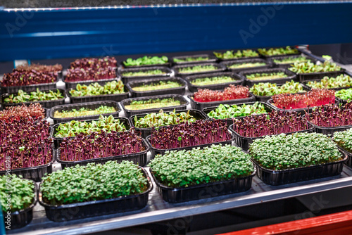 Urban microgreen farm.The microgreen in plastic trays.Baby leaves, phytolamp.Sprouting Microgreens on the Hemp Biodegradable Mats.Germination of seeds at home.Eco-friendly small business.