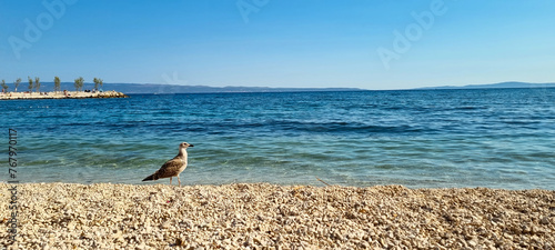 Fototapeta Naklejka Na Ścianę i Meble -  seagull at the beach of split