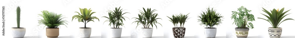 Indoor Plant Collection Indoor Plant Collection