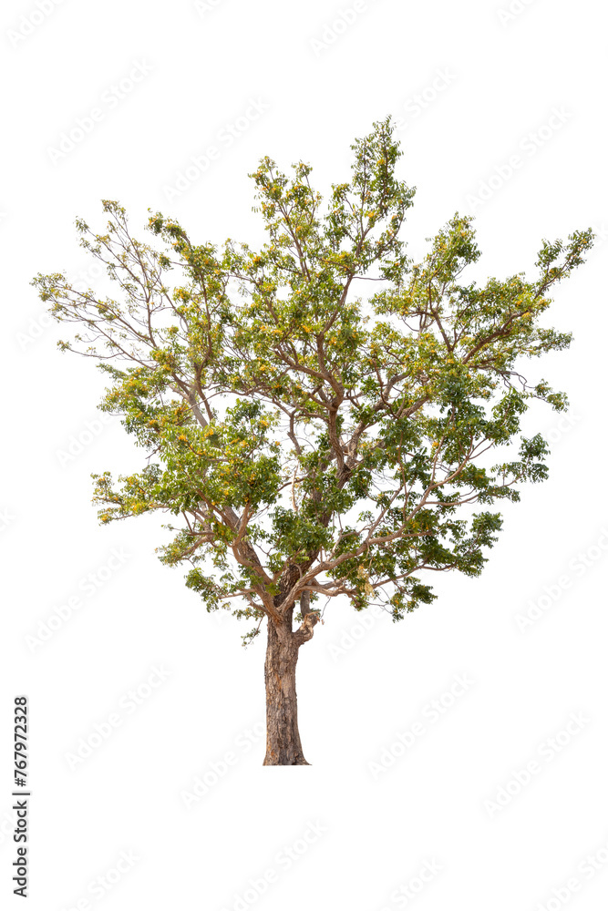 Trees no background for design Trees no background for design
