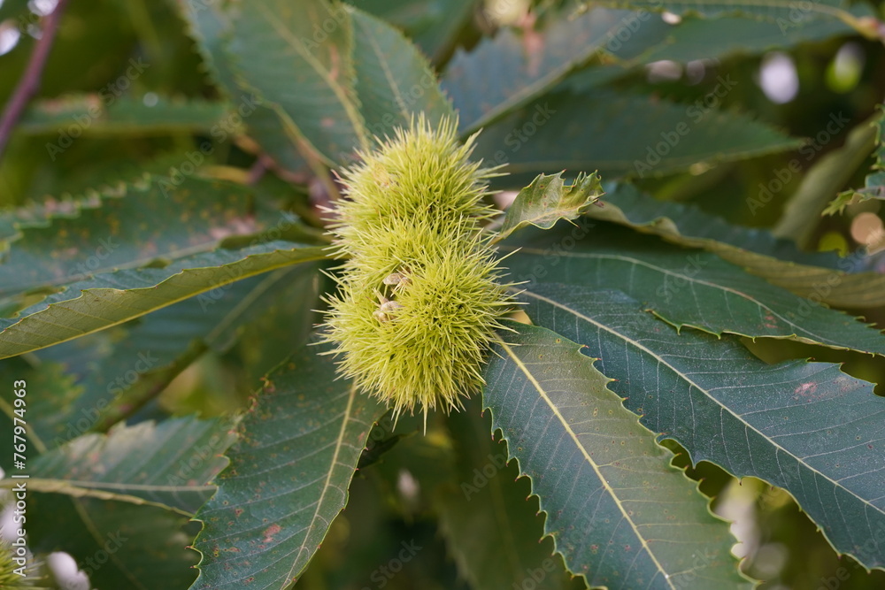 Chestnut, in Latin called Castanea sativa, captured in cutout of leaves and spiny cupules containing the edible nuts. Chestnut, in Latin called Castanea sativa, captured in cutout of leaves and spiny cupules containing the edible nuts.