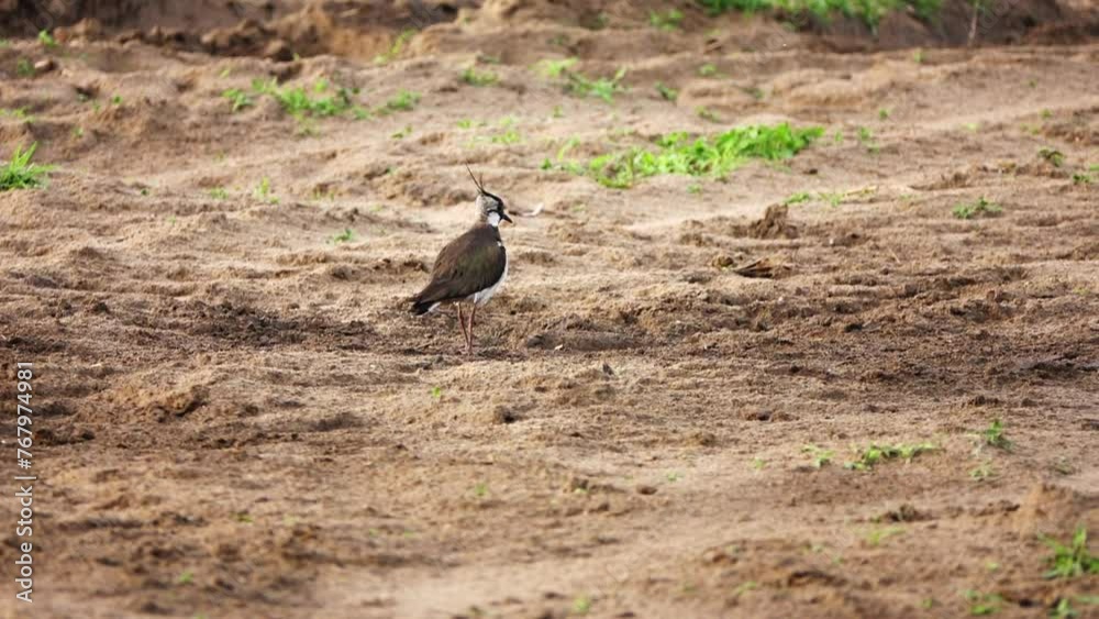 Northern lapwing (Vanellus vanellus), also known as the peewit or pewit, tuit or tew-it, green plover, or (in Britain and Ireland) pyewipe or just lapwing, is a bird in the lapwing subfamily. Northern lapwing (Vanellus vanellus), also known as the peewit or pewit, tuit or tew-it, green plover, or (in Britain and Ireland) pyewipe or just lapwing, is a bird in the lapwing subfamily.
