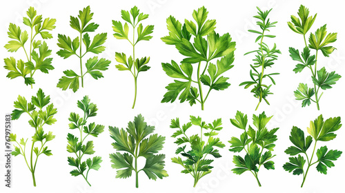 Mediterranean herbs and spices set of fresh, healthy parsley leaves, twigs, and a small bunch isolated over a white background, cooking, food or diet and nutrition design elements. photo