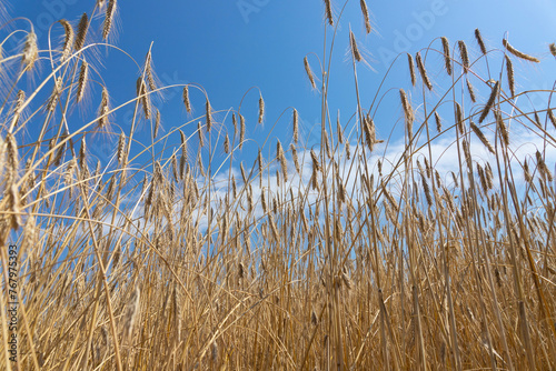 An agrarian country, a leader in the production and cultivation of wheat.