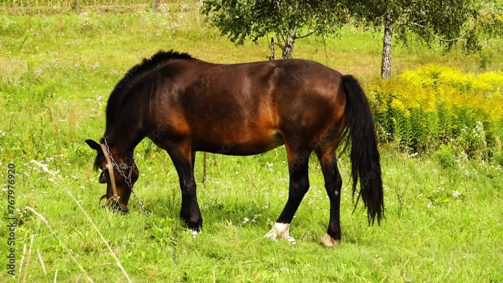Brown horse grazing in a green summer meadow. Brown horse grazing in a green summer meadow.
