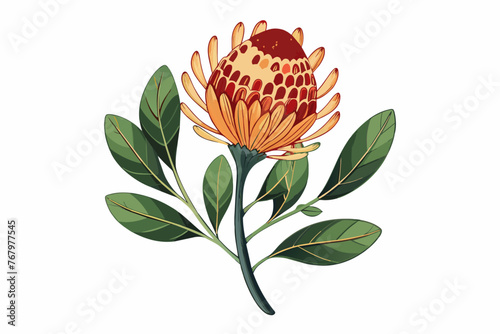 banksia flower on stem hand drawn vector illustration photo