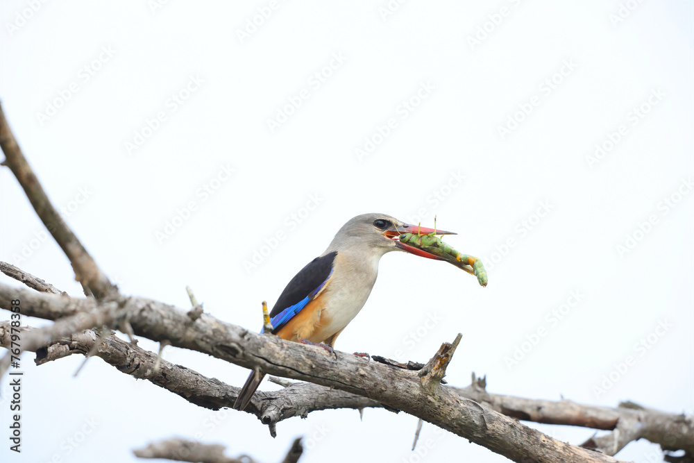 Grey-headed kingfisher (Halcyon leucocephala) is a species of kingfisher of Africa. This photo was taken in South Africa. - obrazy, fototapety, plakaty 
