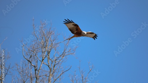 Selective focus shot of a brown hawk soaring in a blue sky