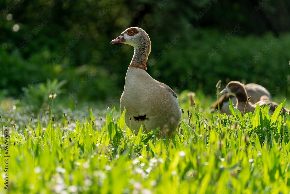 Scenic view of a goose walking on a green park on a sunny day Scenic view of a goose walking on a green park on a sunny day