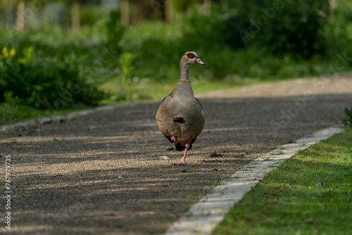 Scenic view of a goose walking on a green park on a sunny day
