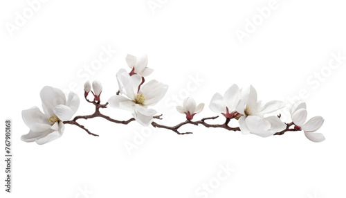 white magnolia flowers isolated on transparent background cutout photo