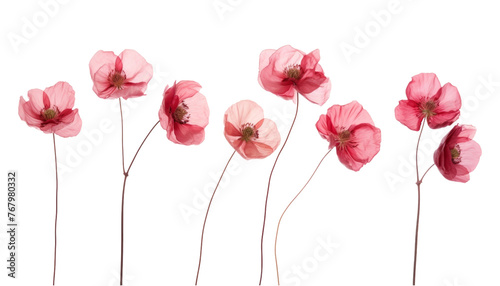 red poppies flower isolated on transparent background cutout