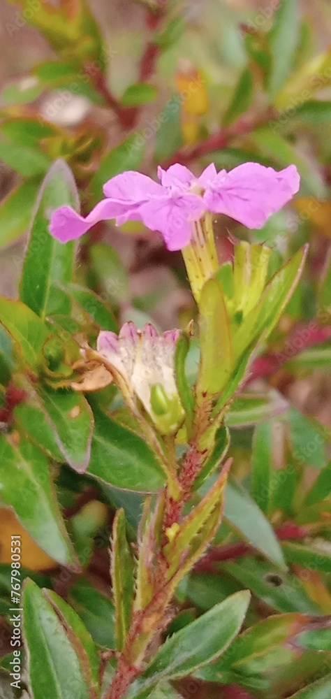 pink and green pink and green