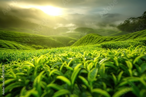 Lush green tea plantation at sunrise with mist rolling over distant hills, bathed in warm sunlight