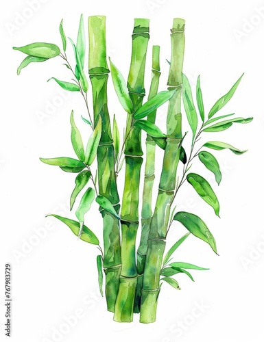 Watercolor sketch of bamboo on a white background.