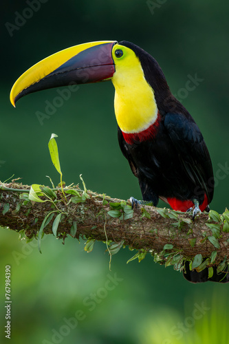 Wild Yellow-throated Toucan , Chestnut-mandibled (Ramphastos ambiguus swainsonii) Costa Rica, Central America - stock photo photo