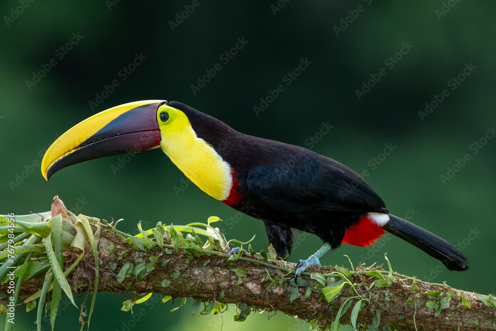 Fototapeta premium Wild Yellow-throated Toucan , Chestnut-mandibled (Ramphastos ambiguus swainsonii) Costa Rica, Central America - stock photo
