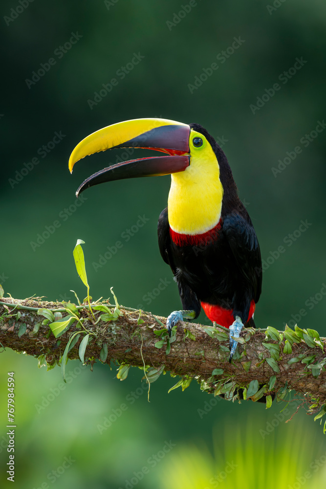 Fototapeta premium Wild Yellow-throated Toucan , Chestnut-mandibled (Ramphastos ambiguus swainsonii) Costa Rica, Central America - stock photo
