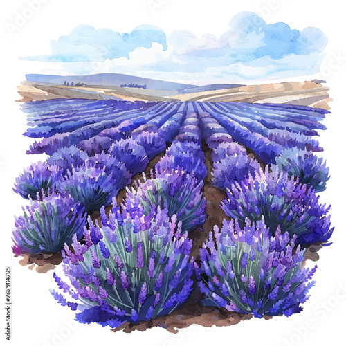 lavender fields vector illustration in watercolour style