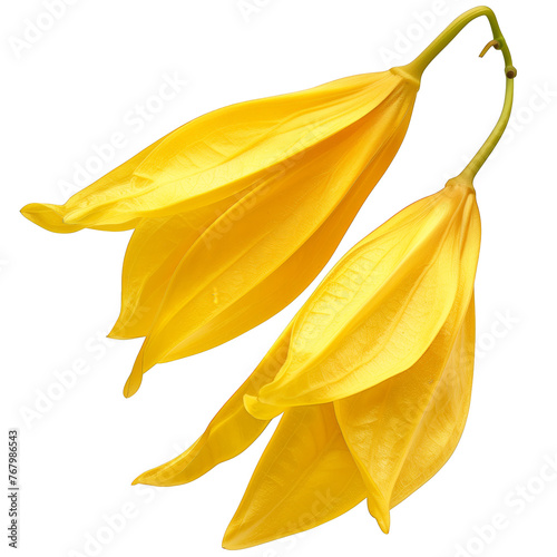 Scented ylang-ylang petal flower, transparent background. Representing botanical, fragrance and cosmetic essential perfect for spa, fitness and strength product.