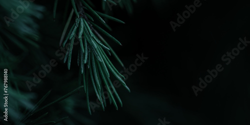 Up-Close Pine Needles