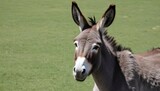 A Donkey With Its Head Raised Alert For Danger
