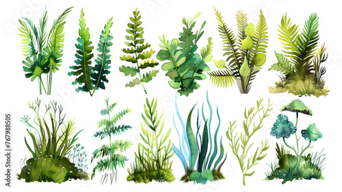 Watercolor collection of many different magical ferns and mosses isolated on white