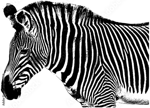 zebra sketch, isolated 