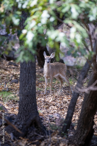 Texas Deer