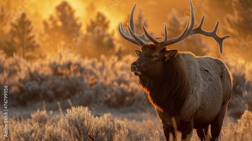 A large elk stands proudly atop a dry grass field, its majestic antlers contrasting with the golden landscape