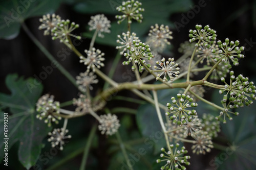 Wallpaper Mural plant with dew Torontodigital.ca
