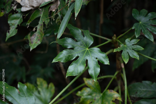 Wallpaper Mural leaves in the forest Torontodigital.ca