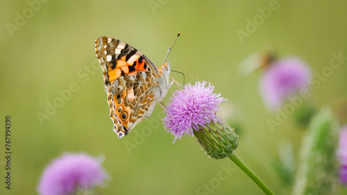 Beautiful monarch butterfly on summer texas purple thidtle flowers on green abstract background. Butterfly looking for nectar on a pretty Texas Purple Thistle flower on a sunny spring day. © Zubair Nawaz