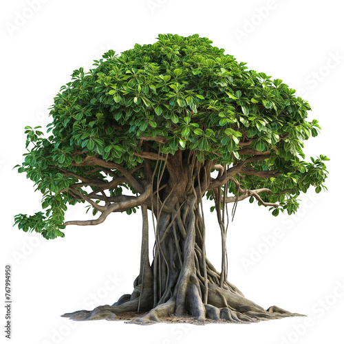 Banyan tree PNG transparent background, green lush with aerial roots, Generative Ai  © QuietWord