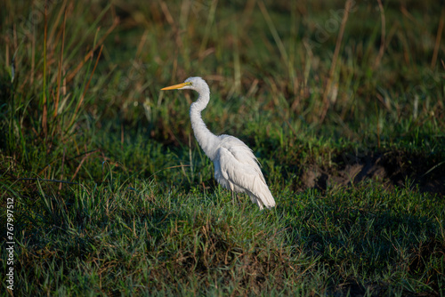 The eastern egret, the white heron of the genus Ardea, is generally considered a subspecies of the great egret. In New Zealand it is known as the white heron or by its Maori name kotuku..​