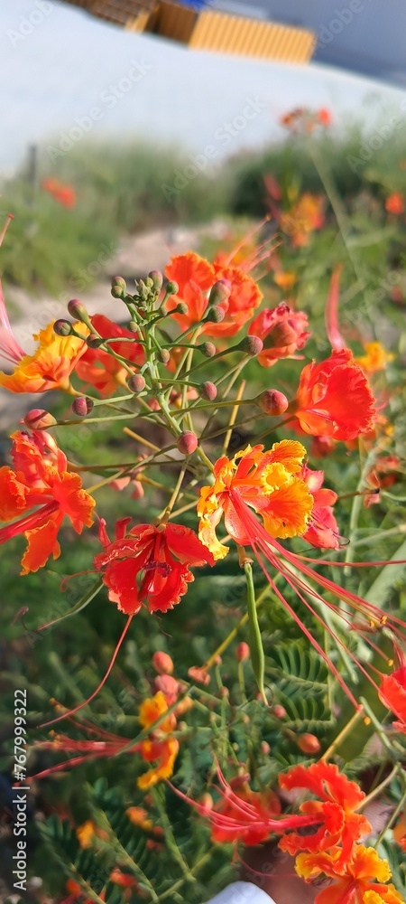 poppy flowers