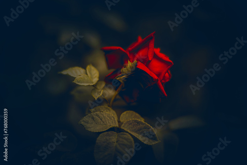 A beautiful scarlet rose blossoms in the dim light of the garden on a summer's evening. The sight of such beauty and romance in nature is truly a remarkable sight.